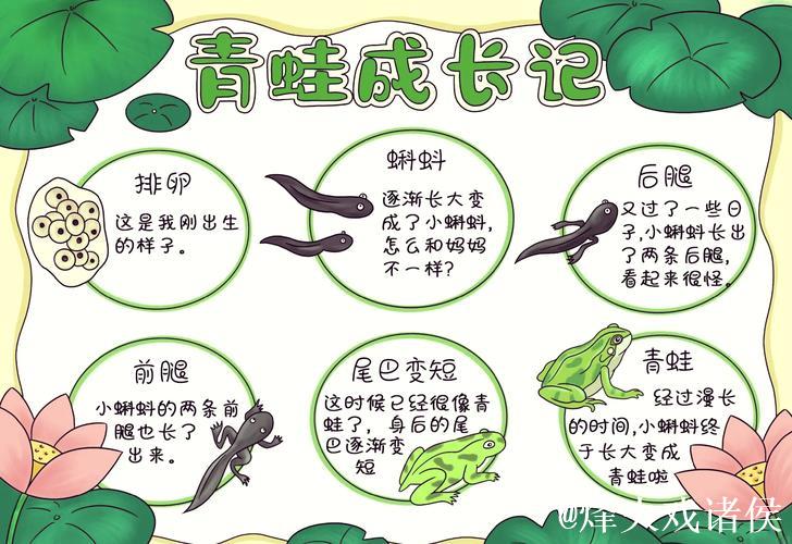 从“小蝌蚪”到“窝蝌蚪”:探索奇妙生态世界 从“小蝌蚪”到“窝蝌蚪”:探索奇妙生态世界